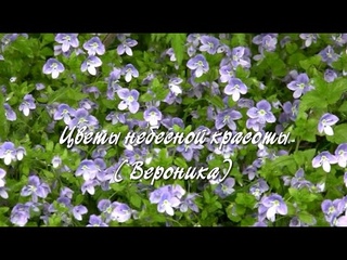 Цветы небесной красоты.  Вероника.  Дачные картинки 2022.