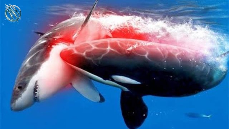 ORCA Superpredator Whale and Shark
