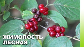Жимолость лесная (Lonicera xylosteum) | ЭНЦИКЛОПЕДИЯ РАСТЕНИЙ
