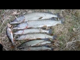 ЩУКИ и ОКУНЬ: Рыбалка на спиннинг с берега в г.Астрахани.  г.,