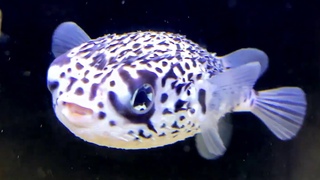 Facts: The Pelagic Porcupinefish