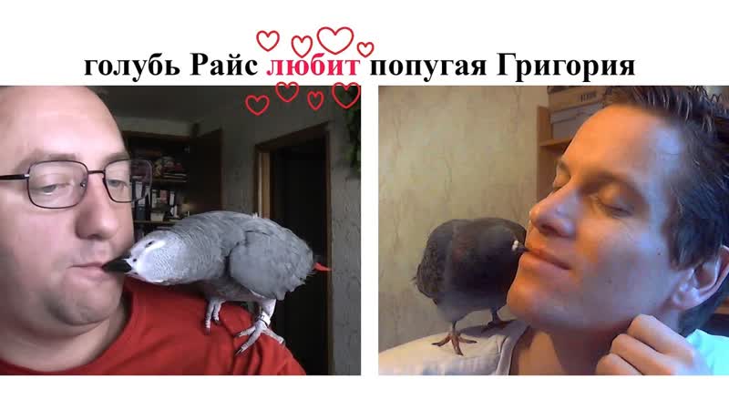 Голубь Райс любит попугая