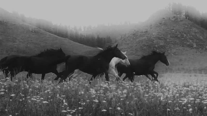 OQJAV Казачья ( Official