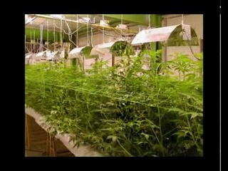 Marihuana trawka ganja Конопля;)