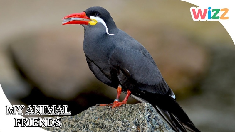 My Animal Friends The Tern, Bird for Kids, Wizz, TV Shows for