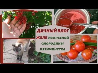 ✅Дачный влог✅Желе из красной смородины✅Обрезать или нет листья томатов✅Новая кошка @SubTatiana