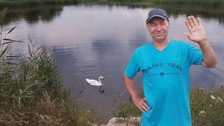 Дорога на дачу як телепередача У світі тварин.