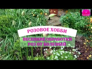 ЛЕЧИМ РОЗЫ ОТ БОЛЕЗНЕЙ
