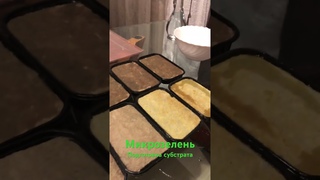 Микрозелень. Подготовка субстрата к посеву.
