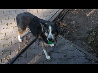 В приюте это был горем убитый пёс, но дома он расцвел. Привет от Рокки 👋