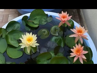 Water lilies