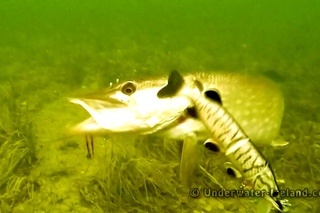 Best top 20+ pike attacks underwater on fishing lures 2015-2016