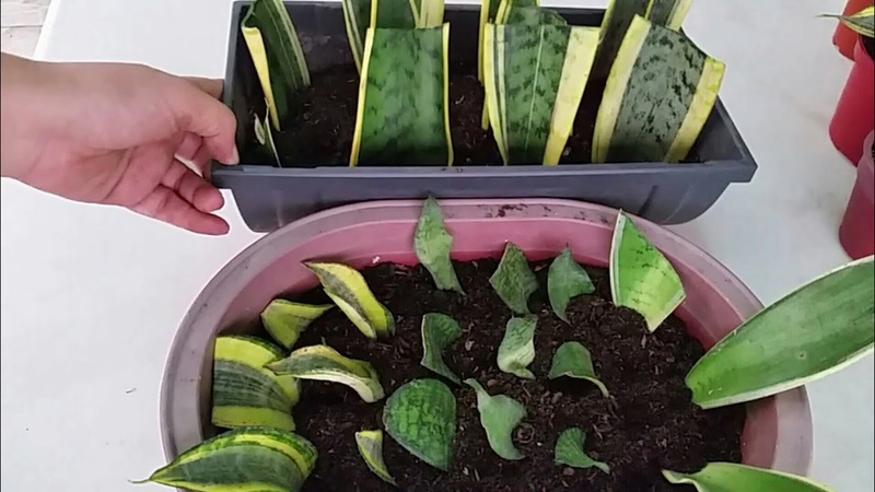 Snake Plant Leaf Cutting by Soil