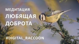 Медитация «Любящая доброта»