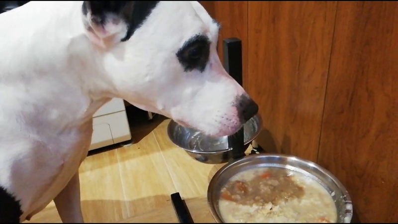 американский булли покет стандарт. корм для питбулей. корм для собак питбуль. американский булли покет экстрим. корм для питбулей сухой.