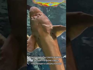 Знали о принципе противотени