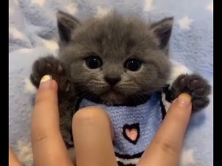 ПУШИСТОЕ ЛИЦО | Милый и маленький котёнок лежит  A cute and small kitten is lying