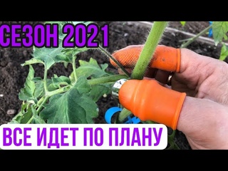 Формировка куста томата, удаление пасынков.