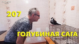 Голубка Эня общается с моим мужем - Голубиная сага (Серия 207)