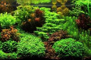 Dutch Aquascape