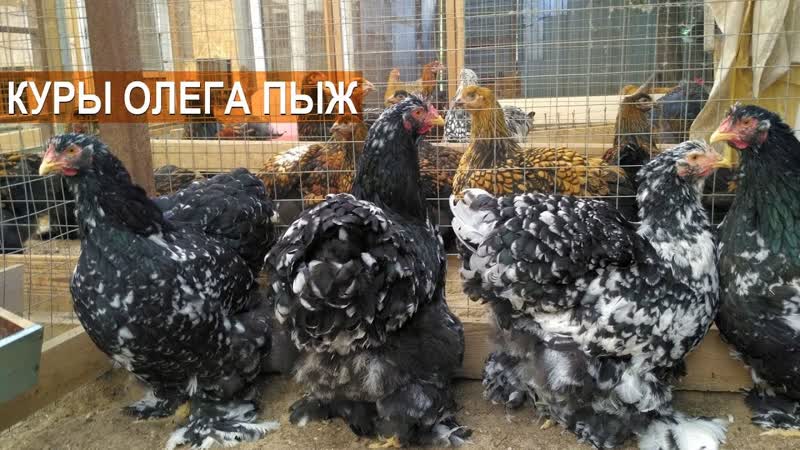 Куры породы Кохинхин в хозяйстве Олега Пыж.