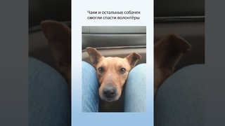 На Чаки совсeм нeт отклика!:(( Ему нужна помощь на корм и нужен ДОМ!! #собакавдом #всемпособаке #dog