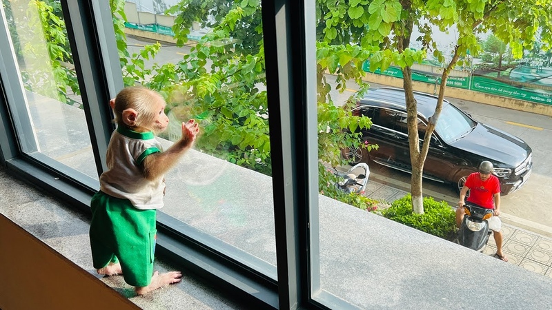 Monkey Bibi obediently waits for his father to buy