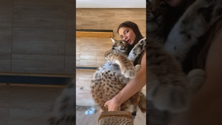 Рысёнок Локи больше не маленький рысёнок? 😸