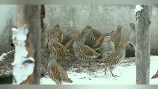 Кеклик альбинос | серая куропатка💜🐔🐓🐔🐓💖Разведение горной куропатки