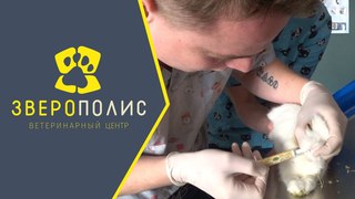 МОЙ КРОЛИК в Ветеринарном центре для декоративных кроликов Зверополис, Киев. ПРОФИЛАКТИКА от ГЛИСТОВ