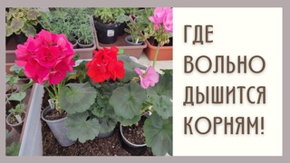 Субстрат для ПЕЛАРГОНИЙ. Проверенный и надежный.