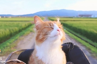 Немного о котах
