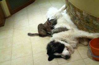 Кошка делает массаж собаке, Пиренейский мастиф, pyrenean mastiff, pirineyskiy mastiff!