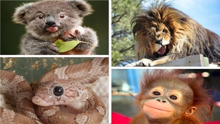 Animals With Down Syndrome