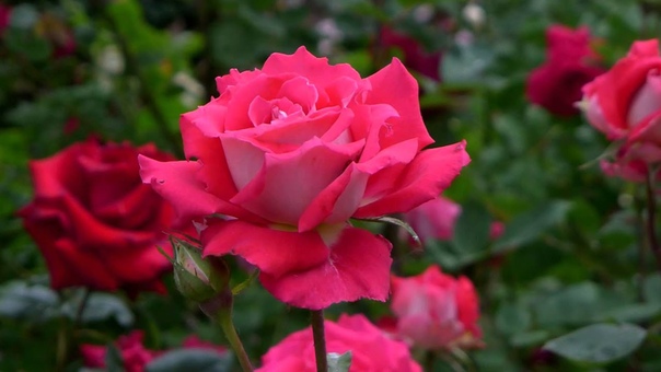 JANET TIFFANYS BEAUTIFUL FLOWERS FOR YOU ERNESTO CORTAZAR JUST FOR YOU LETS TAKE A