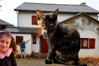 Алис и Котенок Мисс Кейти переезжают в Новый Дом! Котенок впервые ходит по снегу!...