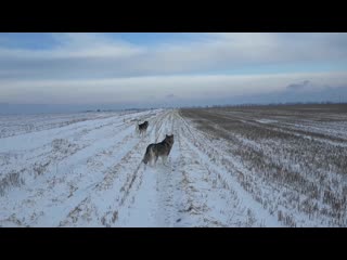 Видео от Светланы Дунчивы