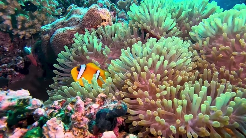 Wadi Lahami Wadi Lahami Red Sea Diving