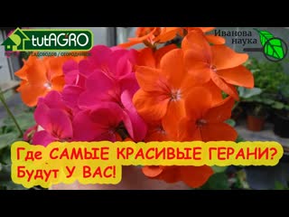 У ВАС БУДУТ САМЫЕ КРАСИВЫЕ ПЕЛАРГОНИИ/ГЕРАНИ, ЕСЛИ вы используете ЭТИ подкормки и уход!