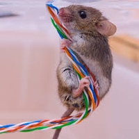 Мышь в набчэном ротолке. Мыши на потолке. Мышь прогрызла потолок. Мышь под натяжным потолком. Мышь прогрызла натяжной потолок.