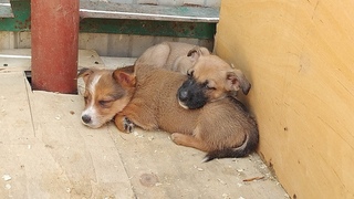 Приют просит КОРМ/The shelter is asking for dog food