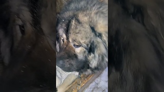 ЗАЧЕМ МНЕ КАВКАЗЕЦ!