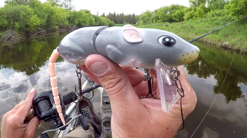Fishing A Rat Lure On A River FULL Of Ferocious