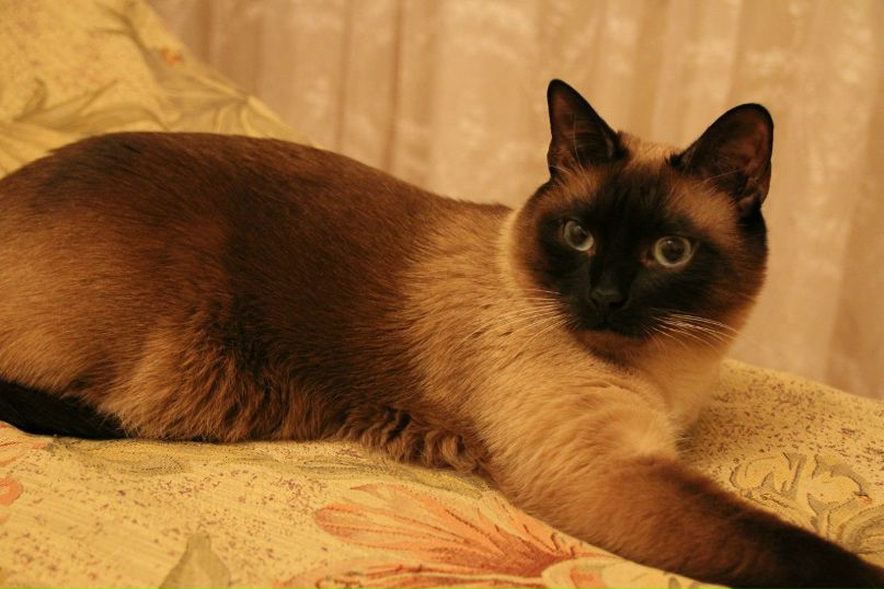 Ленулька Полякова Agahta | Москва