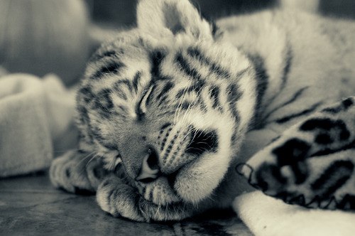 Ольга Михайлова ॐ | 