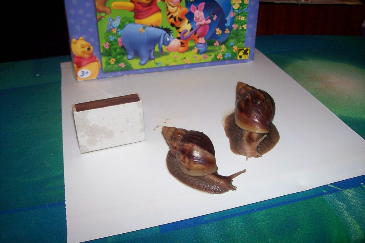 Алексей Соломенников | Сарапул