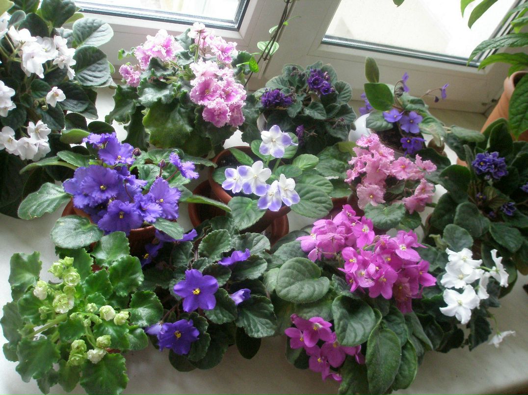 Наталья Атрохова | Санкт-Петербург