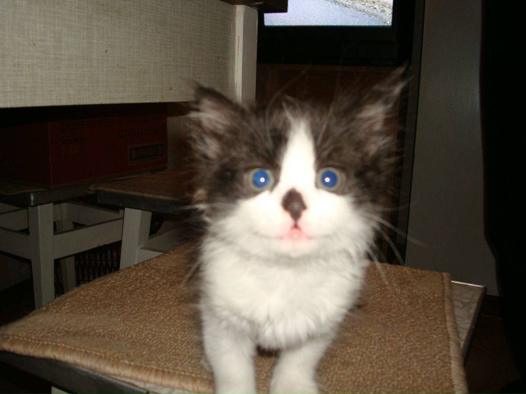 Елена Чирка | Киев