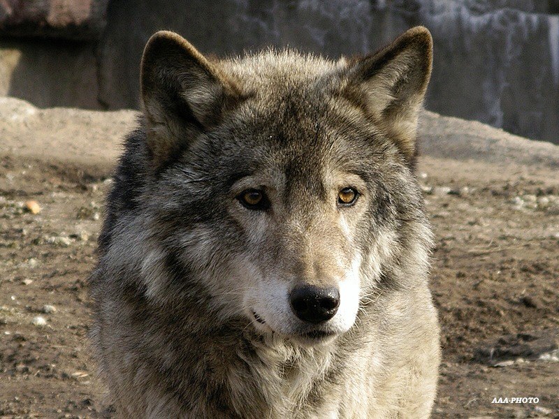 Танюля Емельянова ♥ Теssик ♥ | 