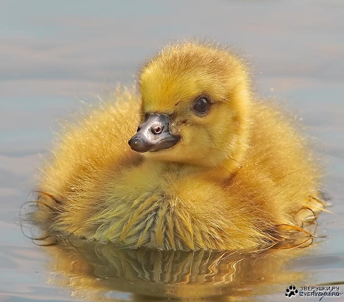 Марья Синицына | Брянск